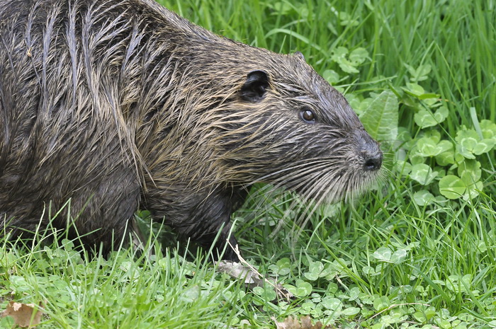 Myocastor coypus, Nutria - Parco della Piana